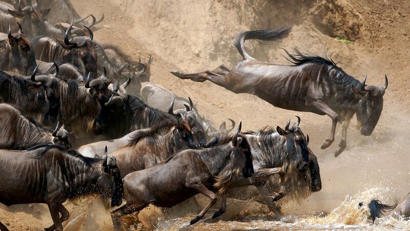 Wildebeest Herd Crossing River — Brown, Chaotic, Afternoon