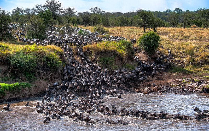 Wildebeest Herd Crossing River — Brown, Chaotic