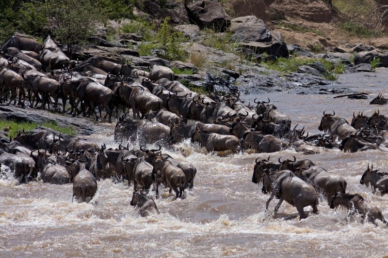 Wildebeest Herd Crossing River — Brown