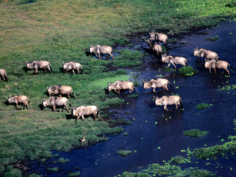 Wildebeest herd crossing river