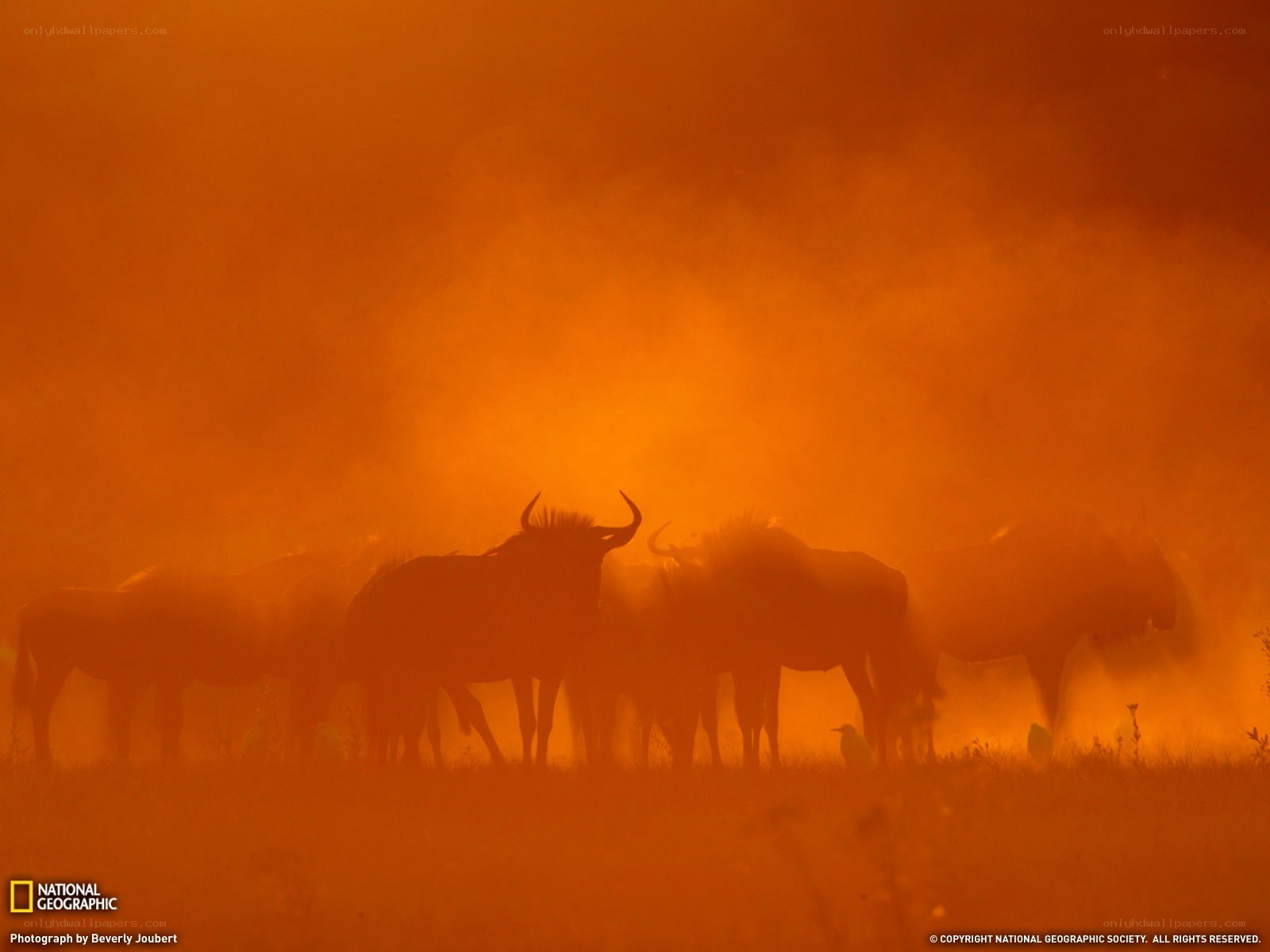 Wildebeest herd in dust storm