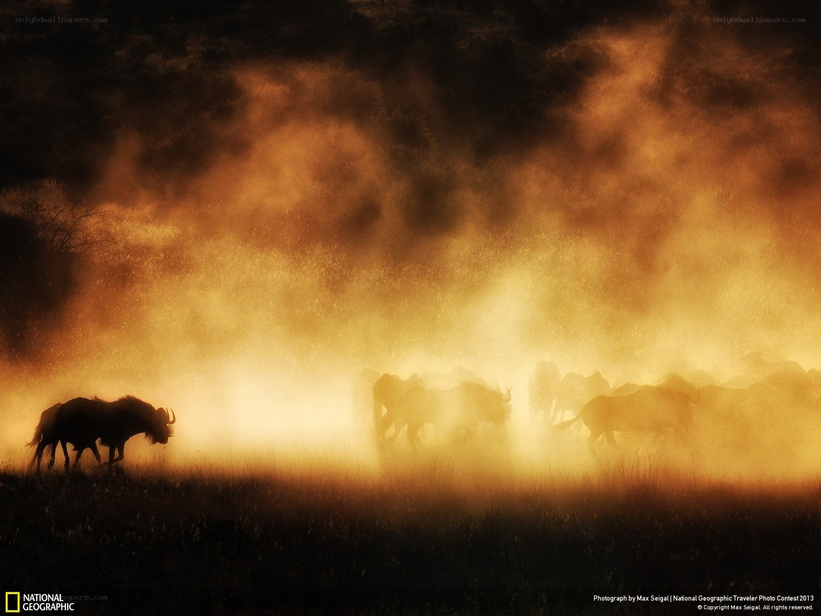 Wildebeest herd in dust storm