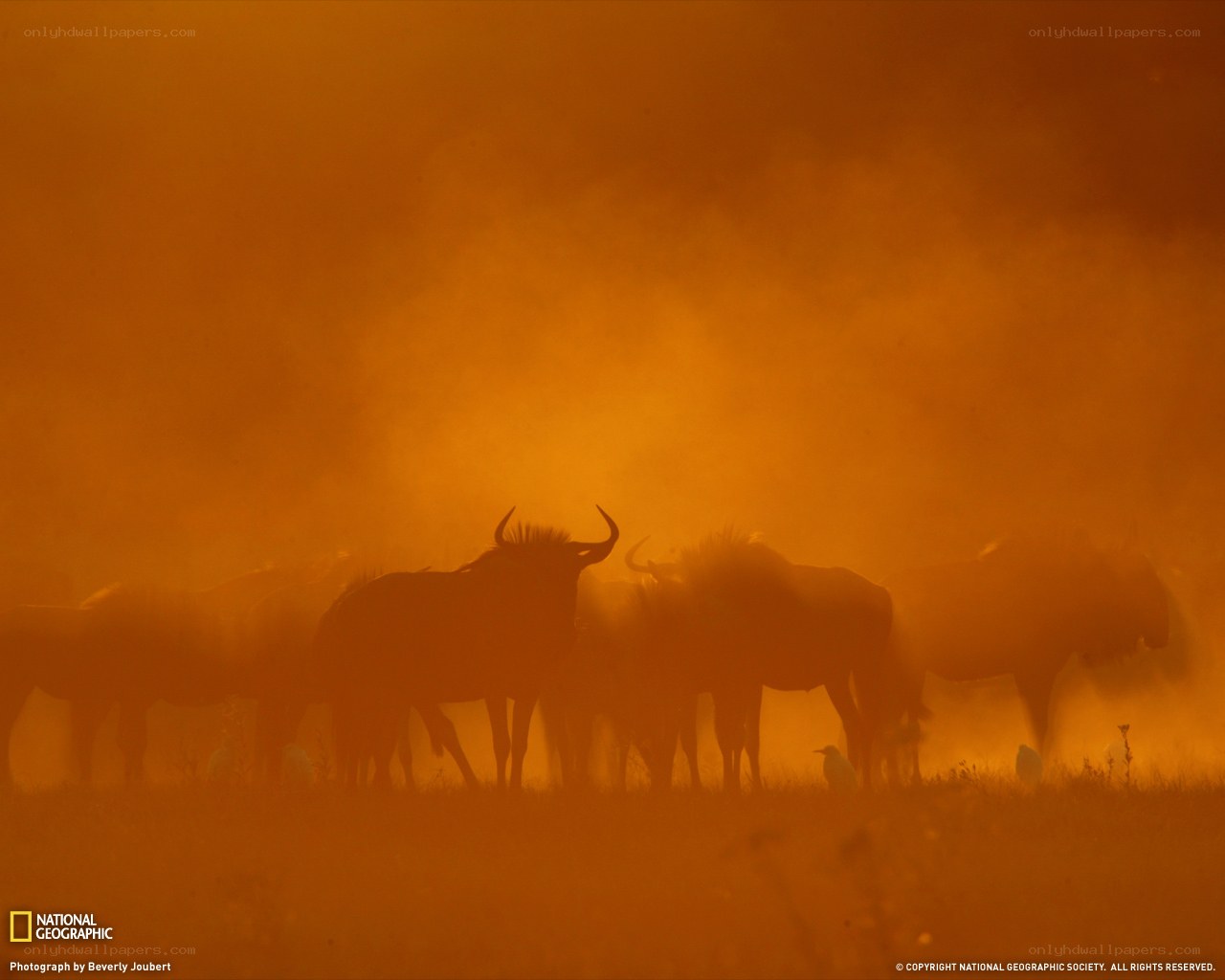 Wildebeest herd in dust storm