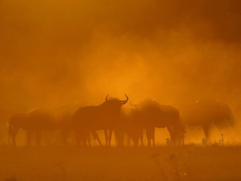 Wildebeest herd in dust storm