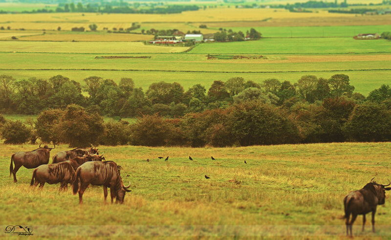 Wildebeest Herd in Field