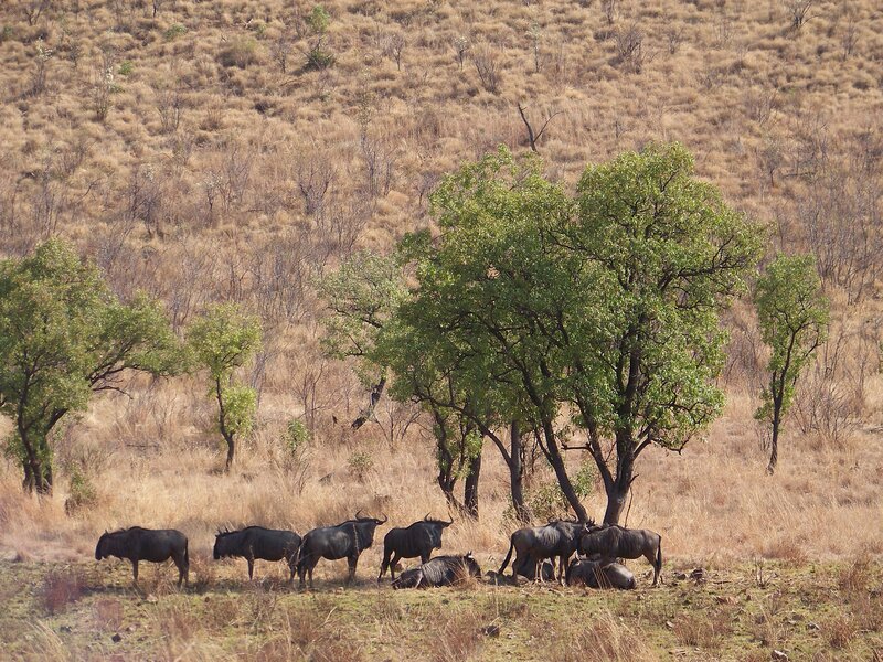 Wildebeest Herd in Savanna