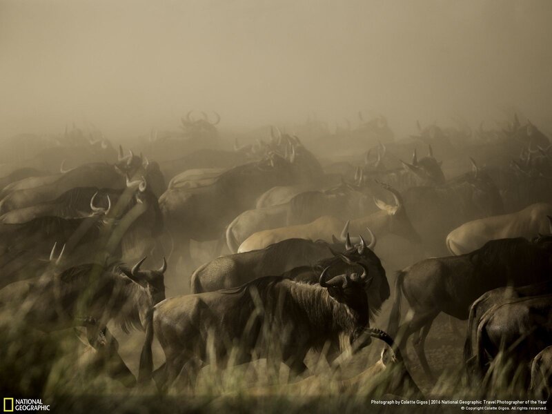 Wildebeest Herd Migration