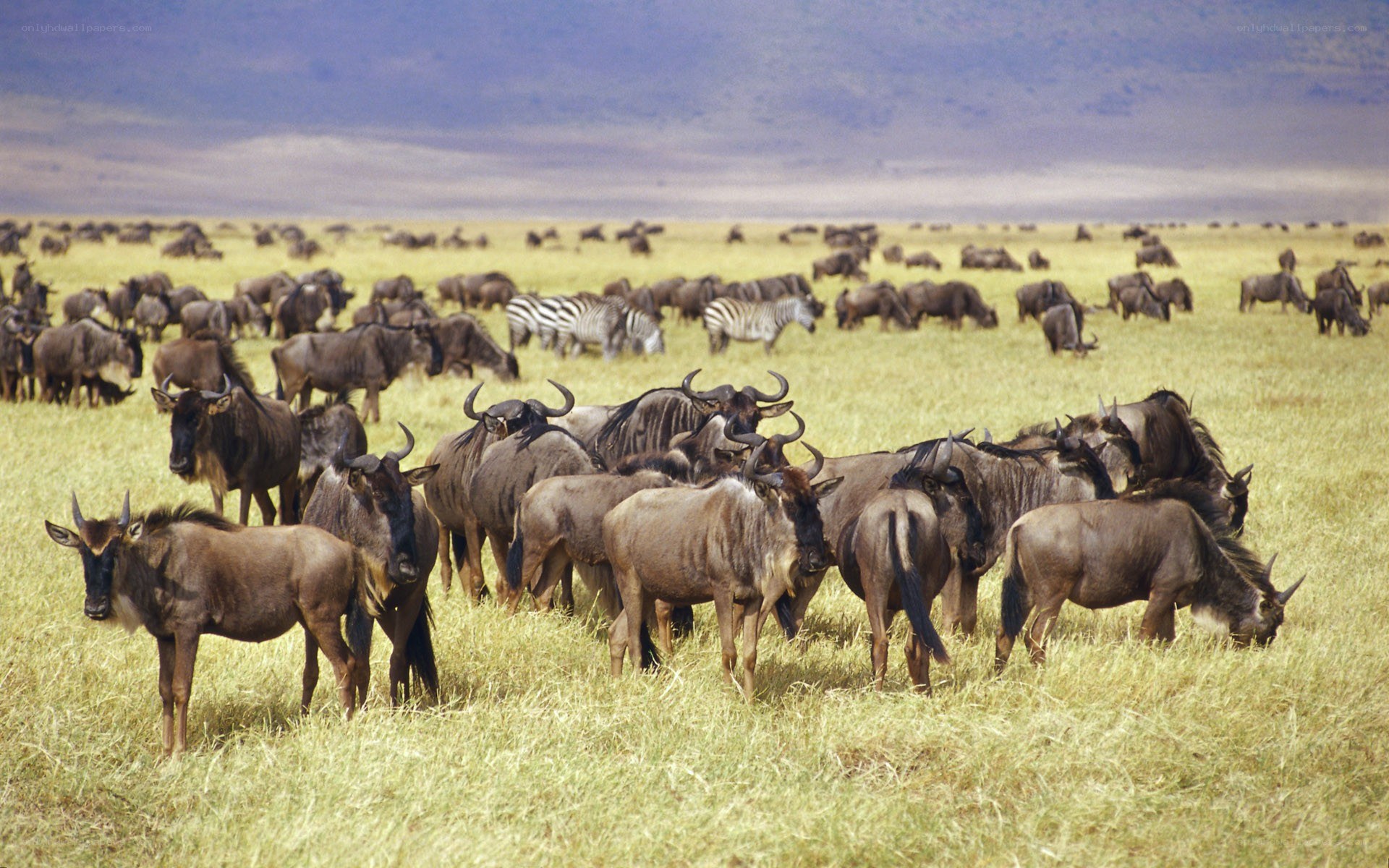 Wildebeest herd on savanna
