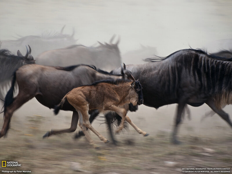 Wildebeest Herd Running