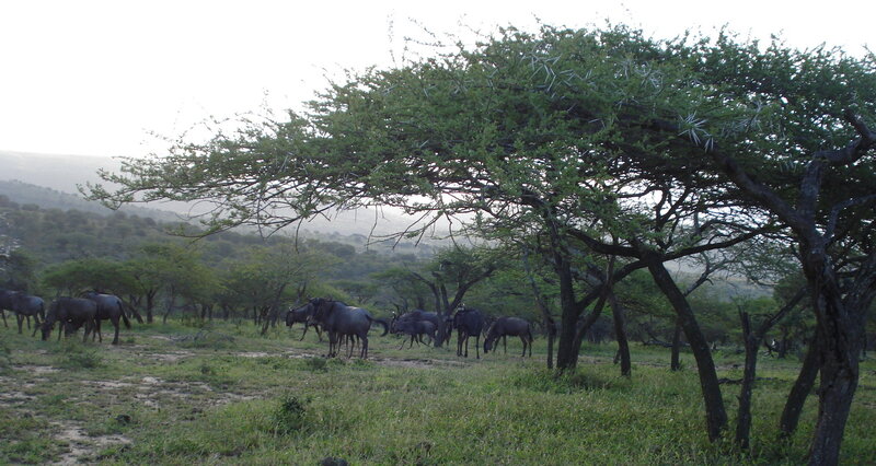 Wildebeest herd under acacia trees
