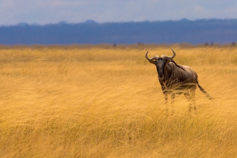 Wildebeest in golden grassland