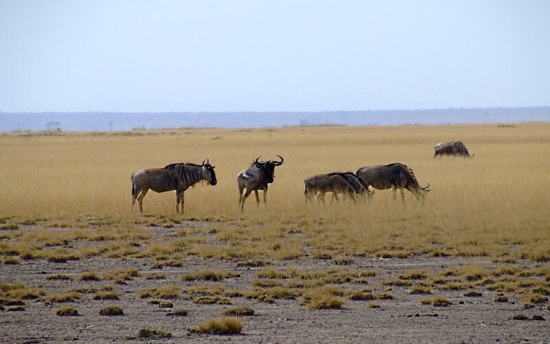 Wildebeest in Savanna