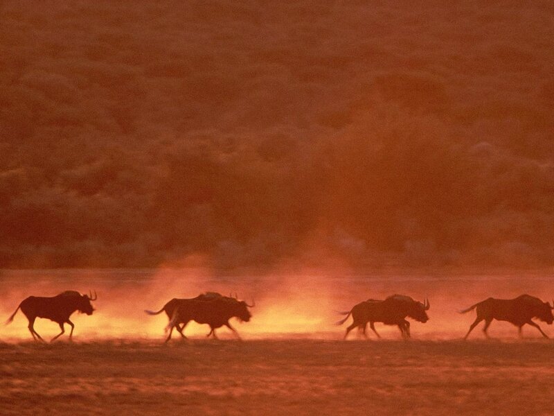 Wildebeest migration at sunset