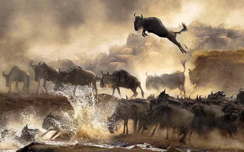 Wildebeest Migration — Brown, Chaotic
