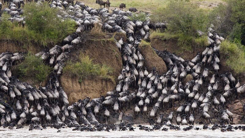 Wildebeest Migration — Brown, Dramatic, Afternoon