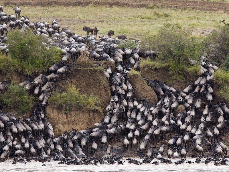 Wildebeest Migration — Brown, Dramatic