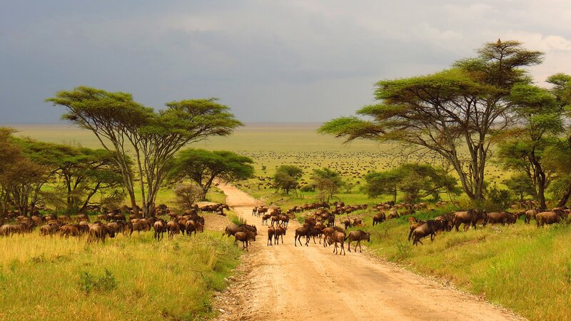Wildebeest Migration — Green