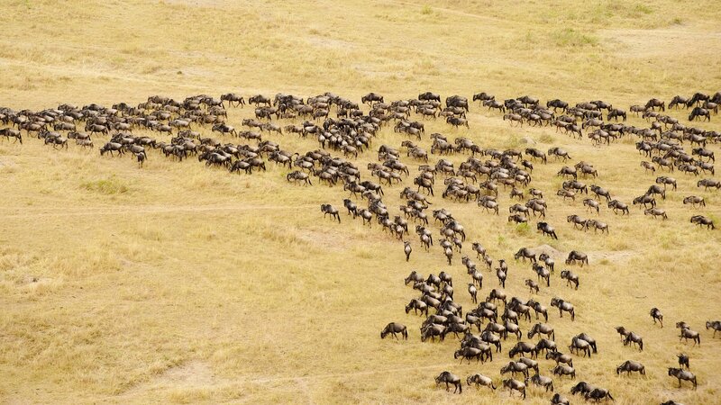 wildebeest migration on savanna