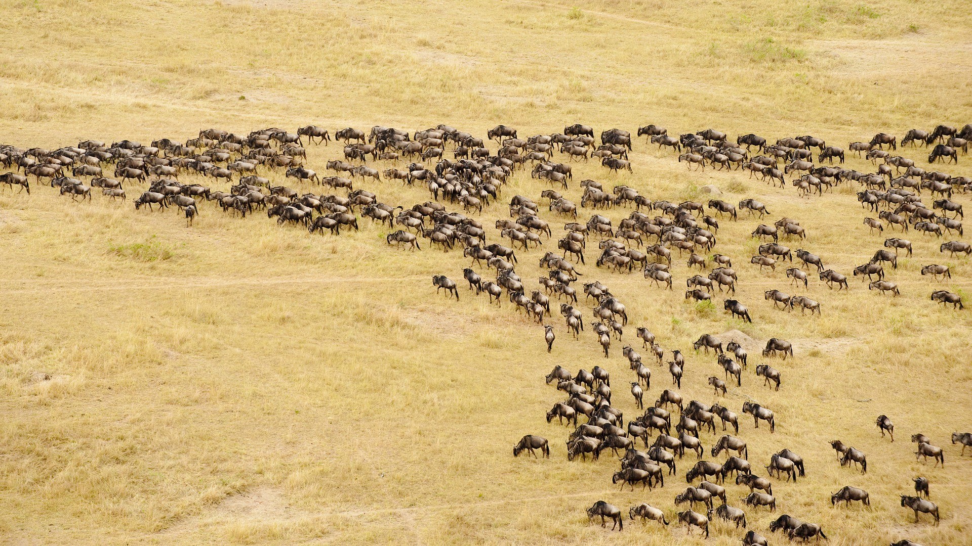 wildebeest migration on savanna