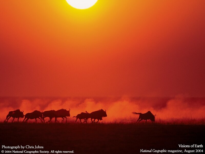 Wildebeest Migration — Red