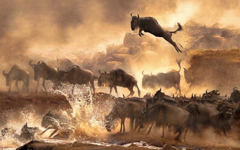 Wildebeest Migration