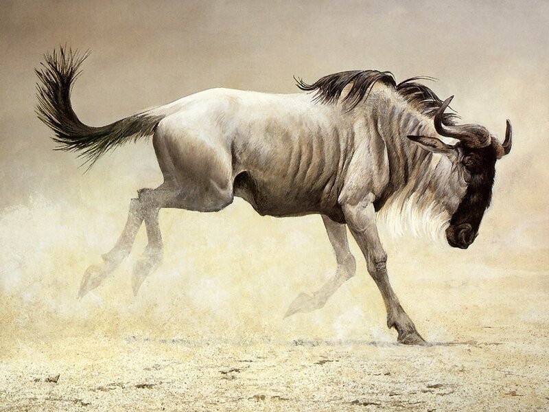 Wildebeest Running — Brown