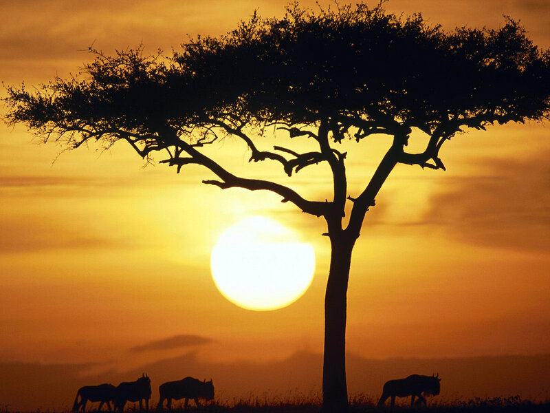 Wildebeest Silhouettes