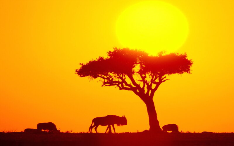 Wildebeest under Acacia Tree
