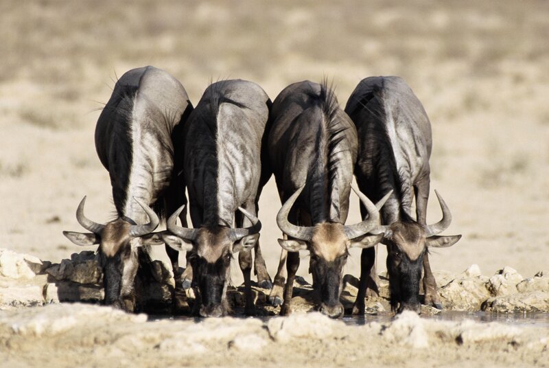 wildebeests drinking at a waterhole