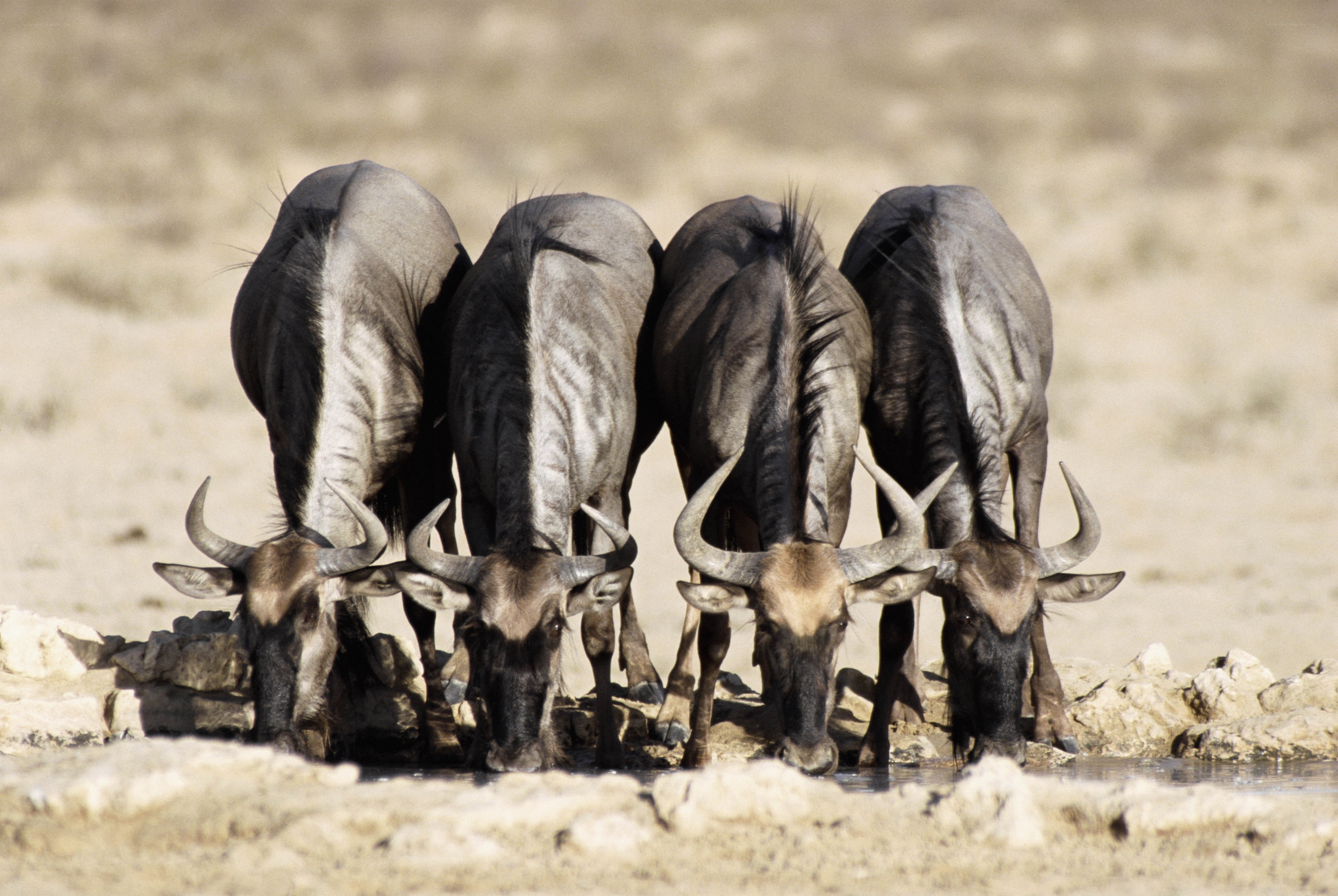 wildebeests drinking at a waterhole