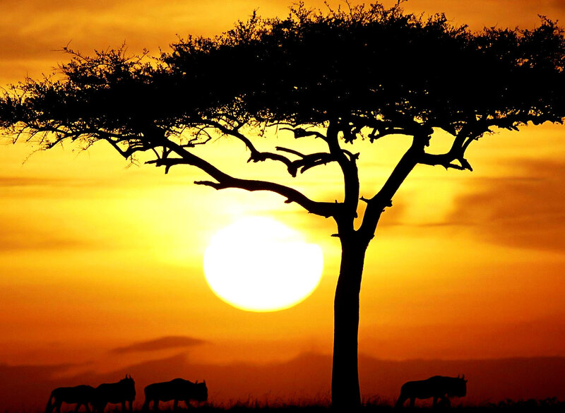 Wildebeests under Acacia Tree