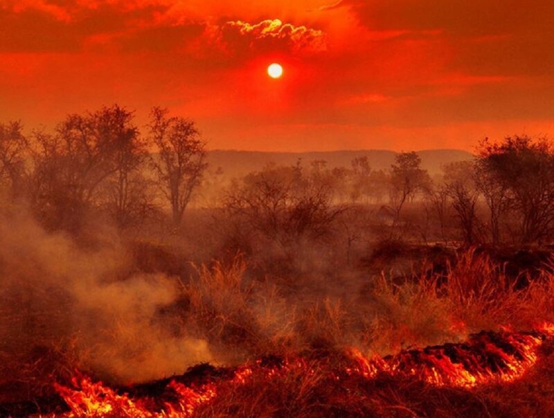 Wildfire in Savanna