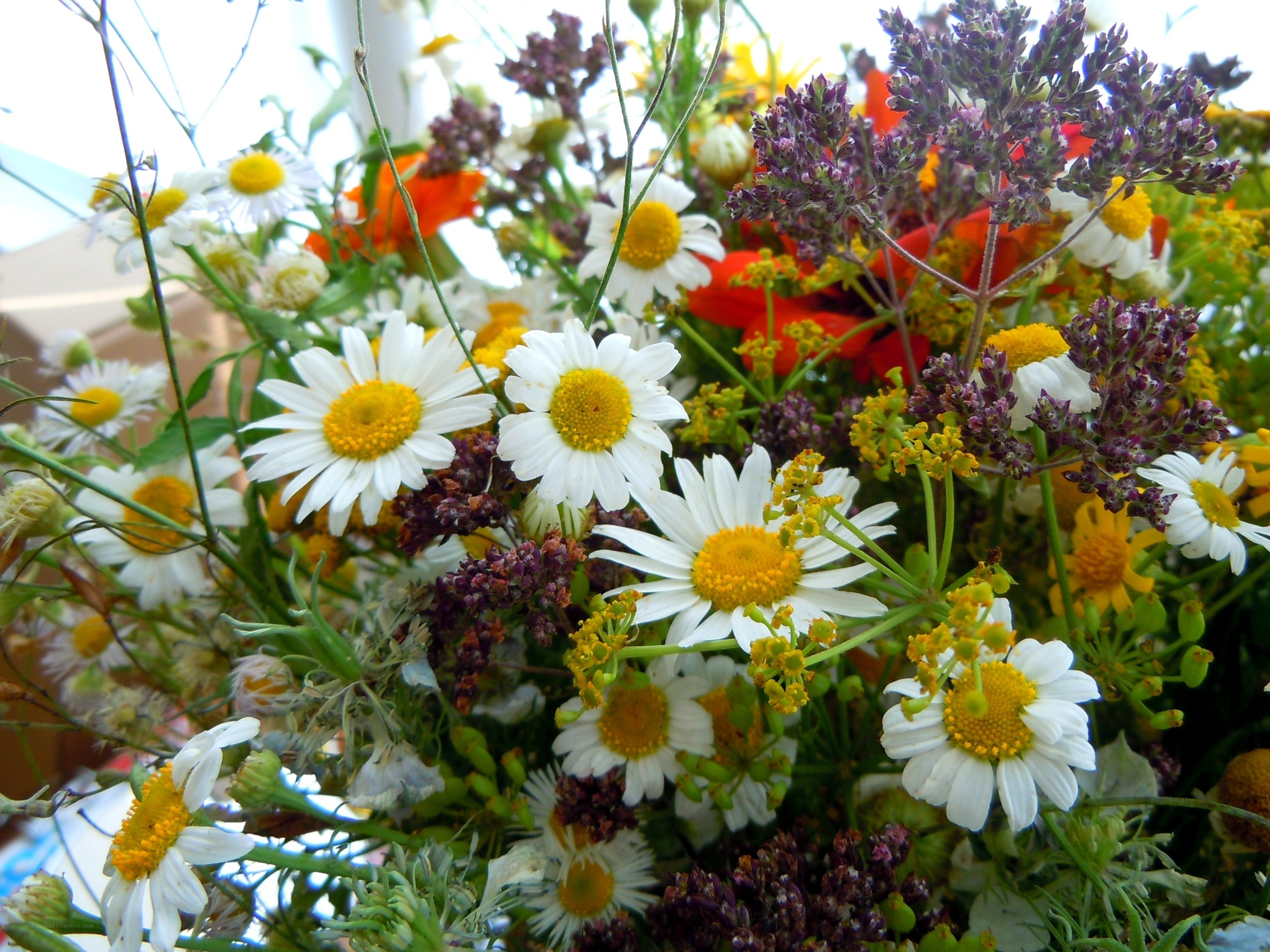 Wildflower bouquet close-up