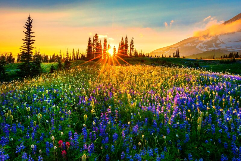 Wildflower Field at Sunrise — Blue