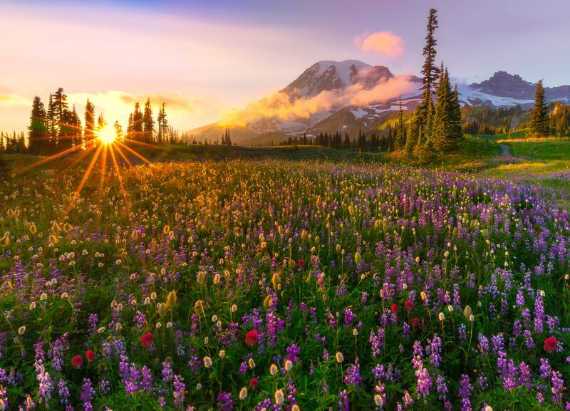 Wildflower Field at Sunrise — Purple, Serene, Photograph