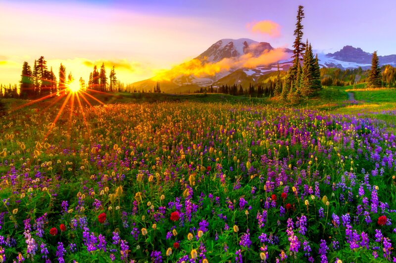 Wildflower Field at Sunrise — Purple, Serene