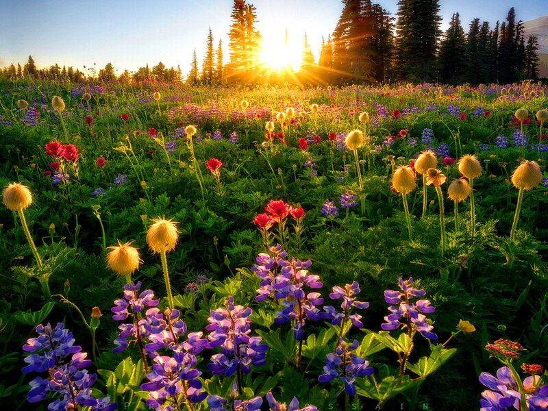Wildflower Field at Sunrise — Purple
