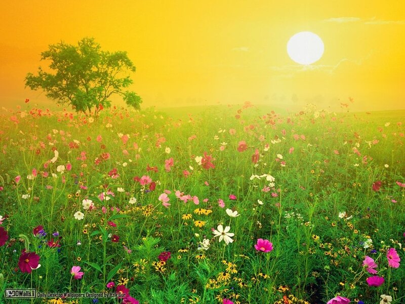 Wildflower Field at Sunrise