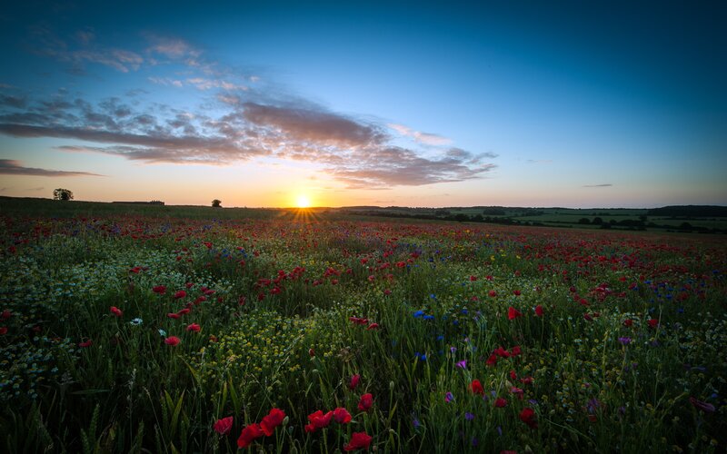 Wildflower Field at Sunset — Blue, Serene, Photograph, Sun