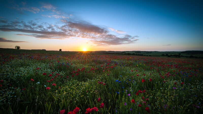 Wildflower Field at Sunset — Blue, Serene, Photograph