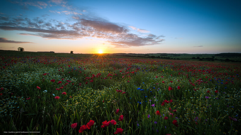 Wildflower Field at Sunset — Blue, Serene
