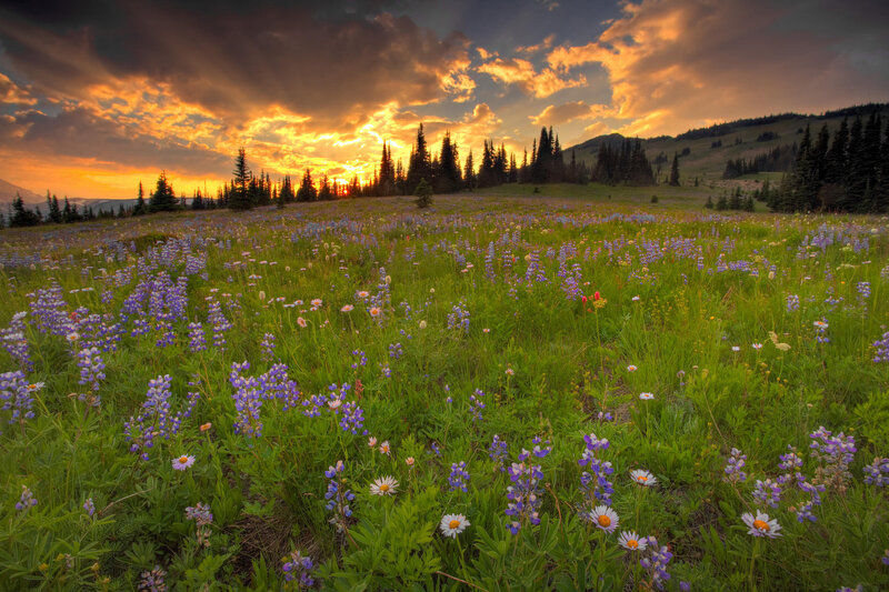 Wildflower Field at Sunset — Green, Dramatic, Photograph, Flowers