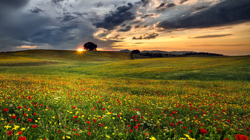 Wildflower Field at Sunset — Green, Dramatic, Photograph, Sun