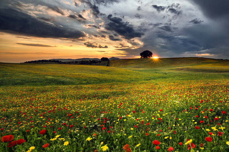 Wildflower Field at Sunset — Green, Dramatic, Photograph