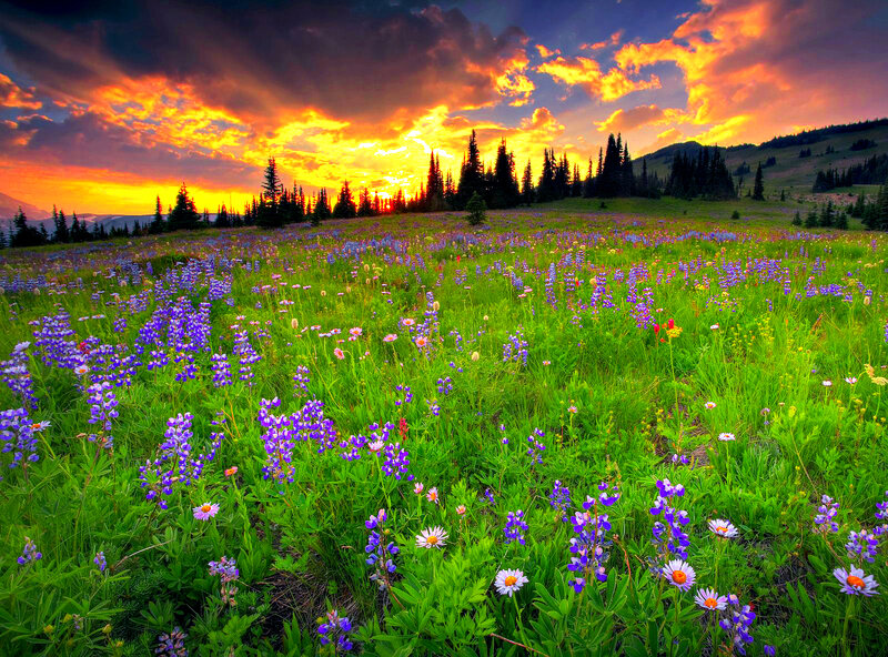 Wildflower Field at Sunset — Green, Dramatic