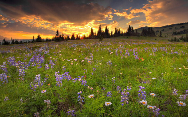 Wildflower Field at Sunset — Green