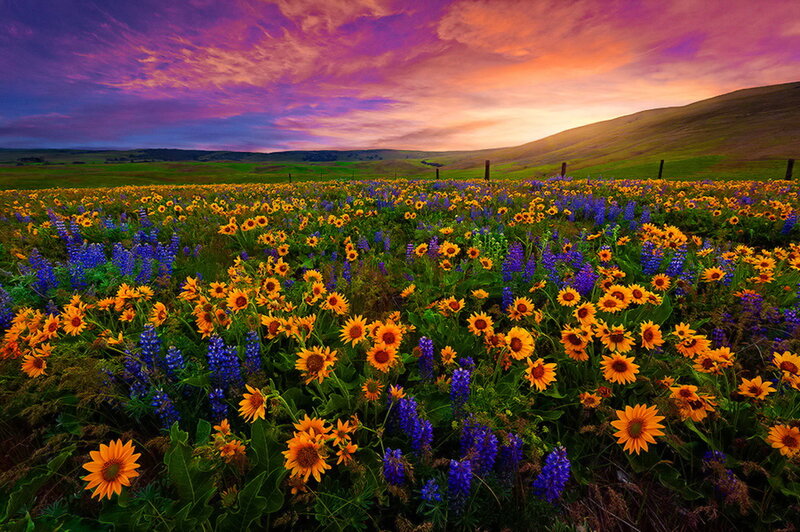 Wildflower Field at Sunset — Purple, Dramatic, Photograph