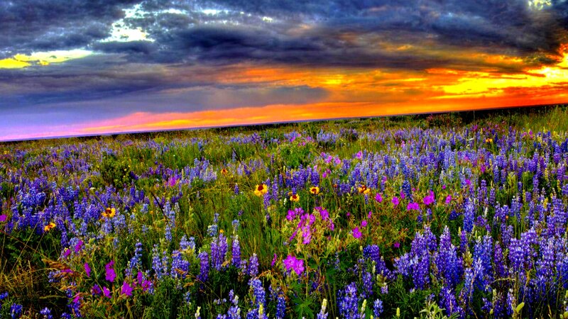 Wildflower Field at Sunset — Purple, Dramatic