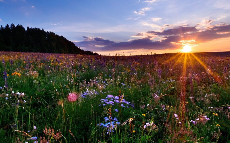 Wildflower Field at Sunset — Purple, Serene, Photograph, Sun