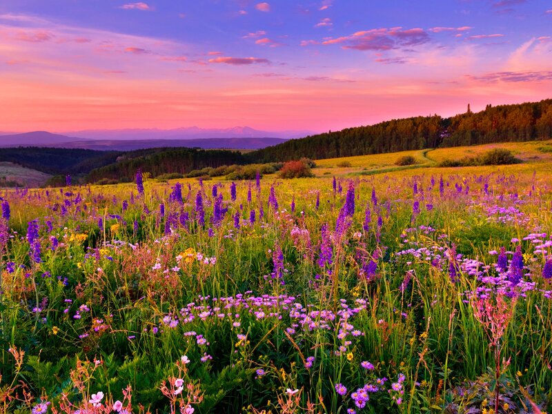 Wildflower Field at Sunset — Purple, Serene